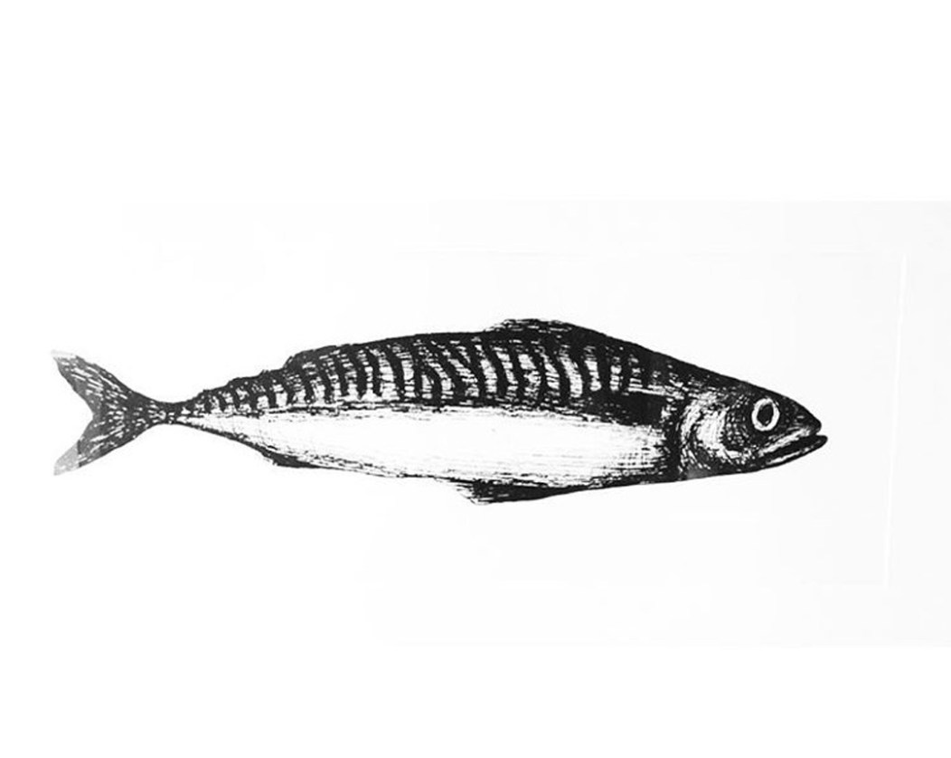 2D Black and White Mackerel Fish Illustration