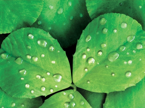 3D liquid illustration aloe vera leaves with droplets