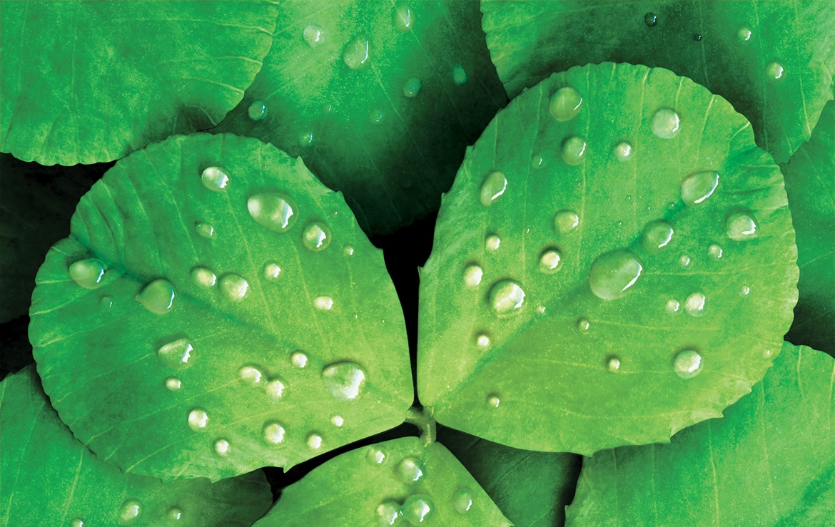 3D liquid illustration aloe vera leaves with droplets