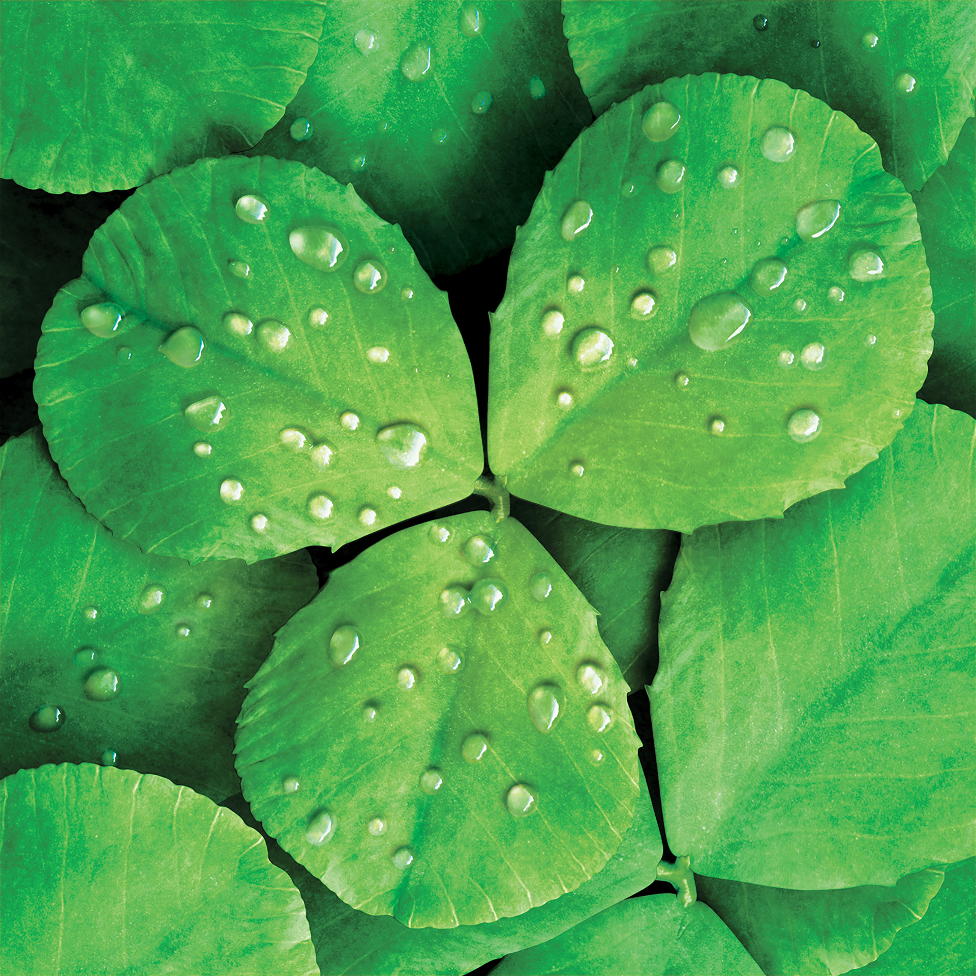 3D liquid illustration aloe vera leaves with droplets