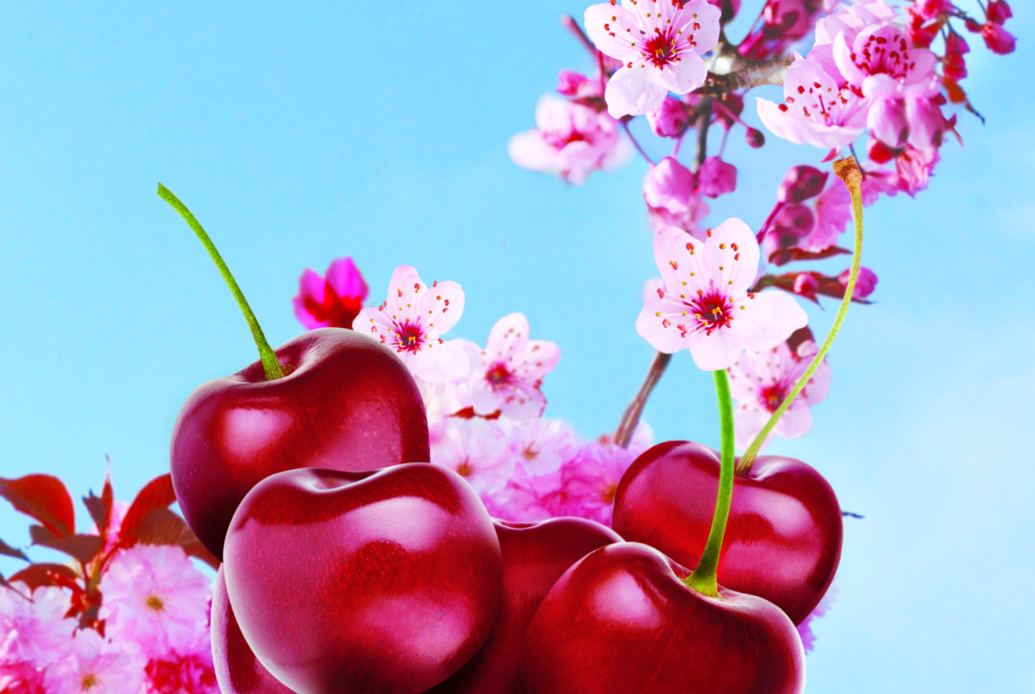 3D Cherry Blossom Illustration