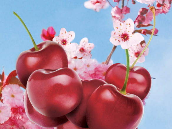 3D Cherry Blossom Illustration Thumbnail