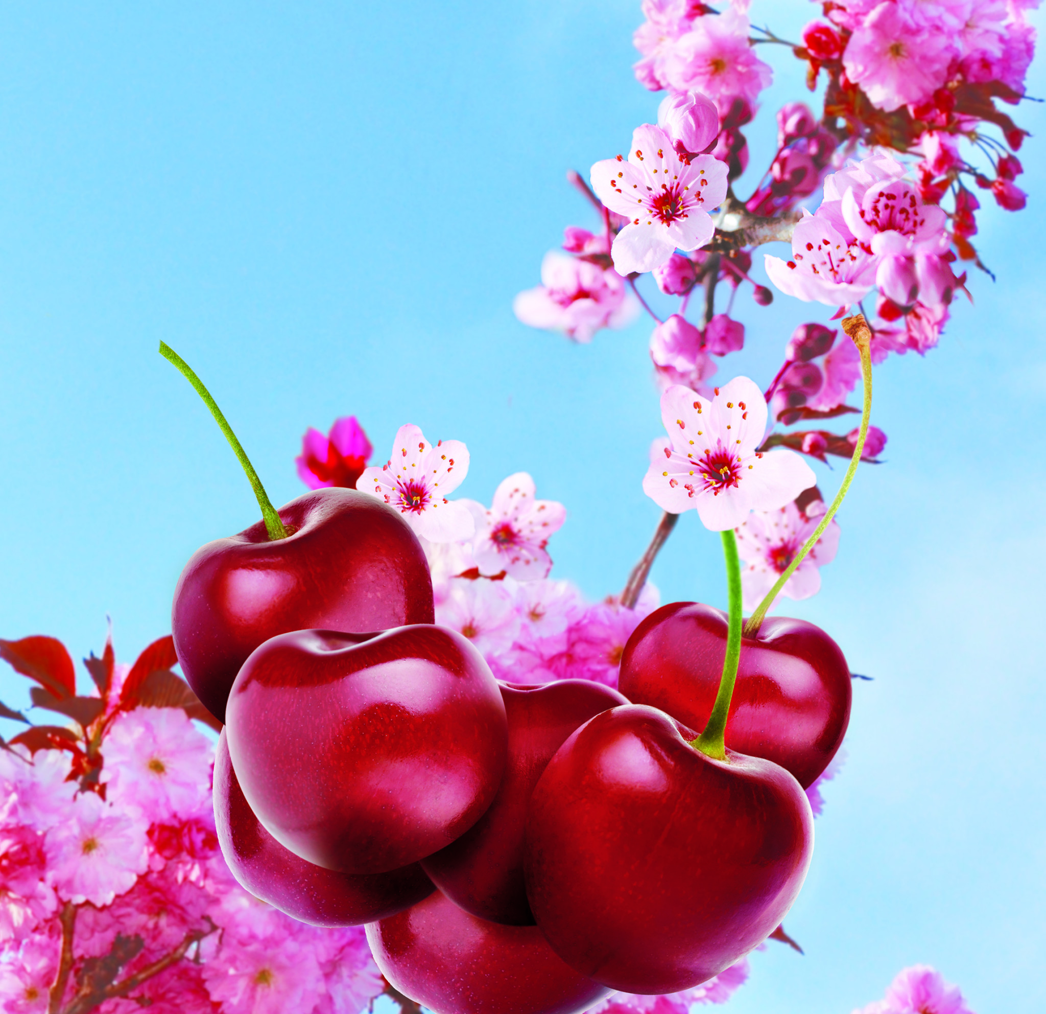 3D Cherry Blossom Illustration