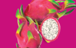 3D Dragon Fruit Illustration Thumbnail