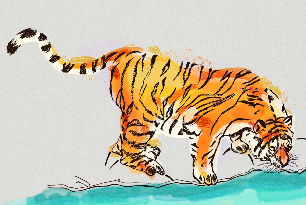 2D Tiger Drinking Illustration