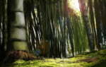 2D Bamboo Forest Environment Illustration Thumbnail