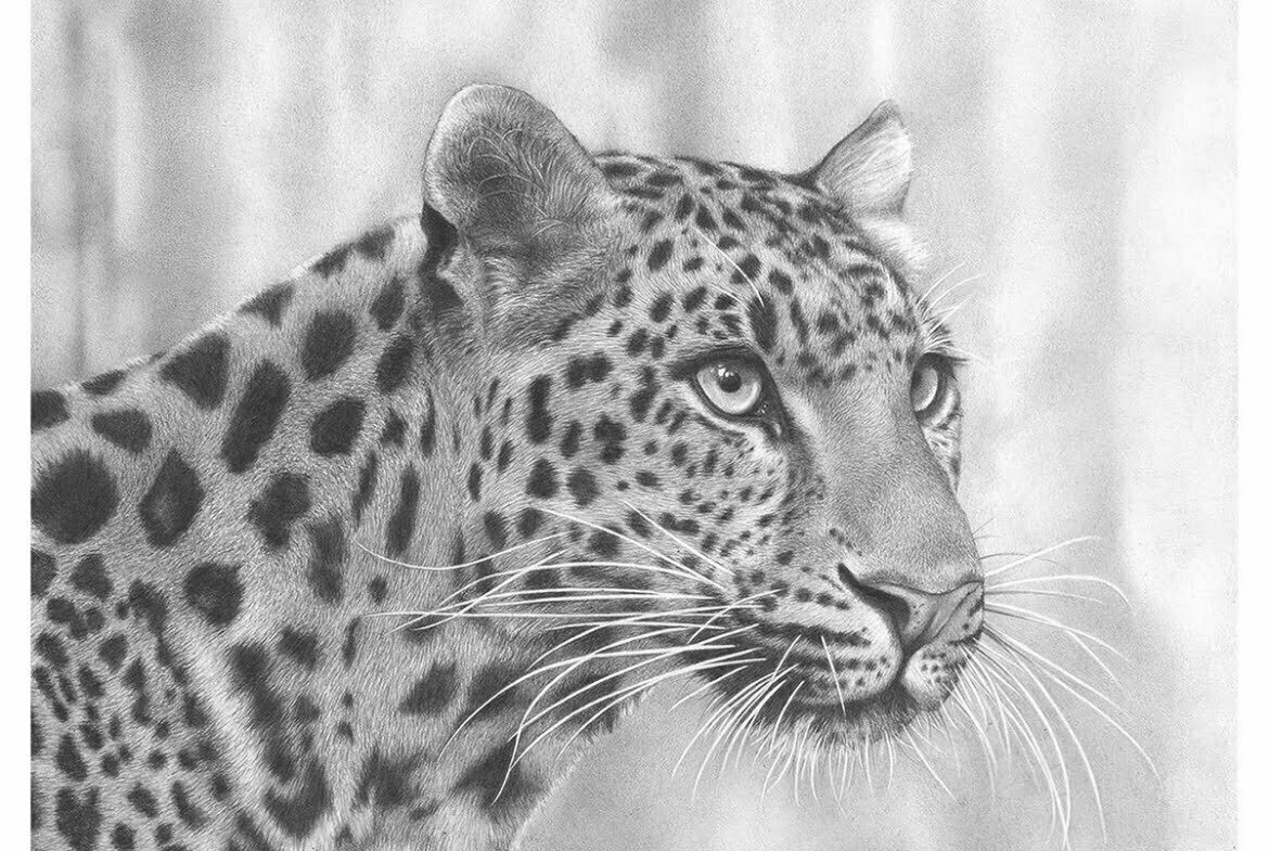 2D Cheetah Realistic Pencil Creature Illustration