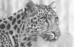2D Cheetah Realistic Pencil Creature Illustration Thumbnail