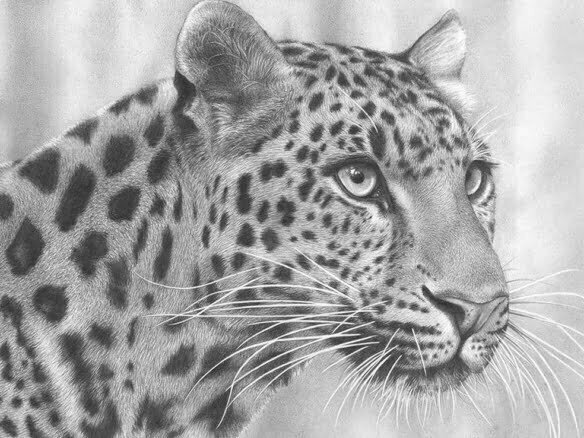 2D Cheetah Realistic Pencil Creature Illustration Thumbnail