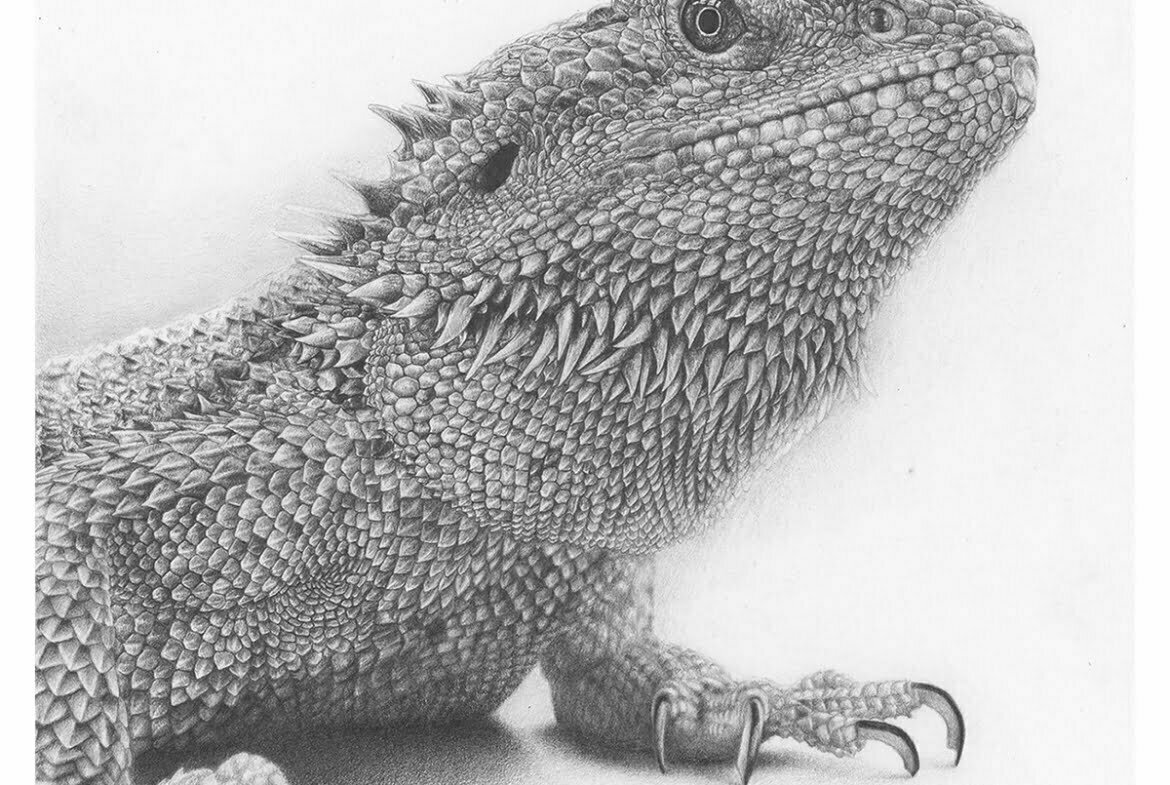 2D Iguana Realistic Pencil Creature Illustration