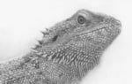 2D Iguana Realistic Pencil Creature Illustration Thumbnail
