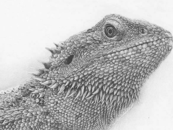 2D Iguana Realistic Pencil Creature Illustration Thumbnail