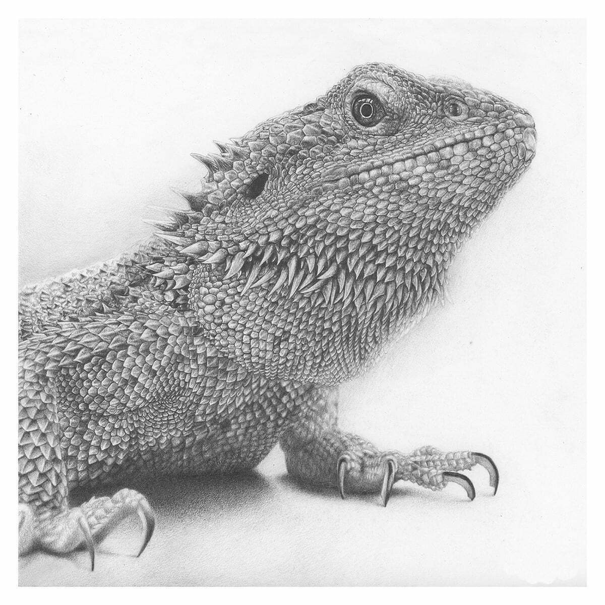 2D Iguana Realistic Pencil Creature Illustration