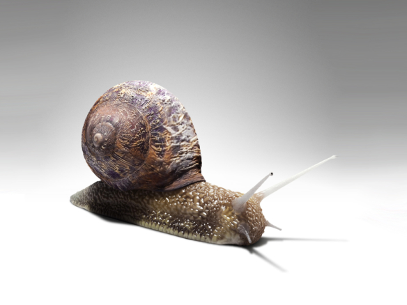 3D Garden Snail Creature Illustration Thumbnail