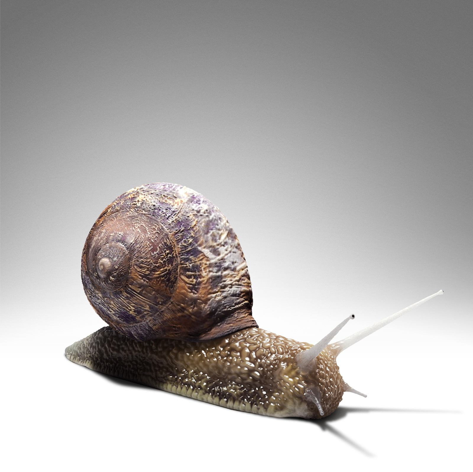 3D Garden Snail Creature Illustration