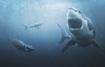 3D Great White Sharks Creature Illustration Thumbnail