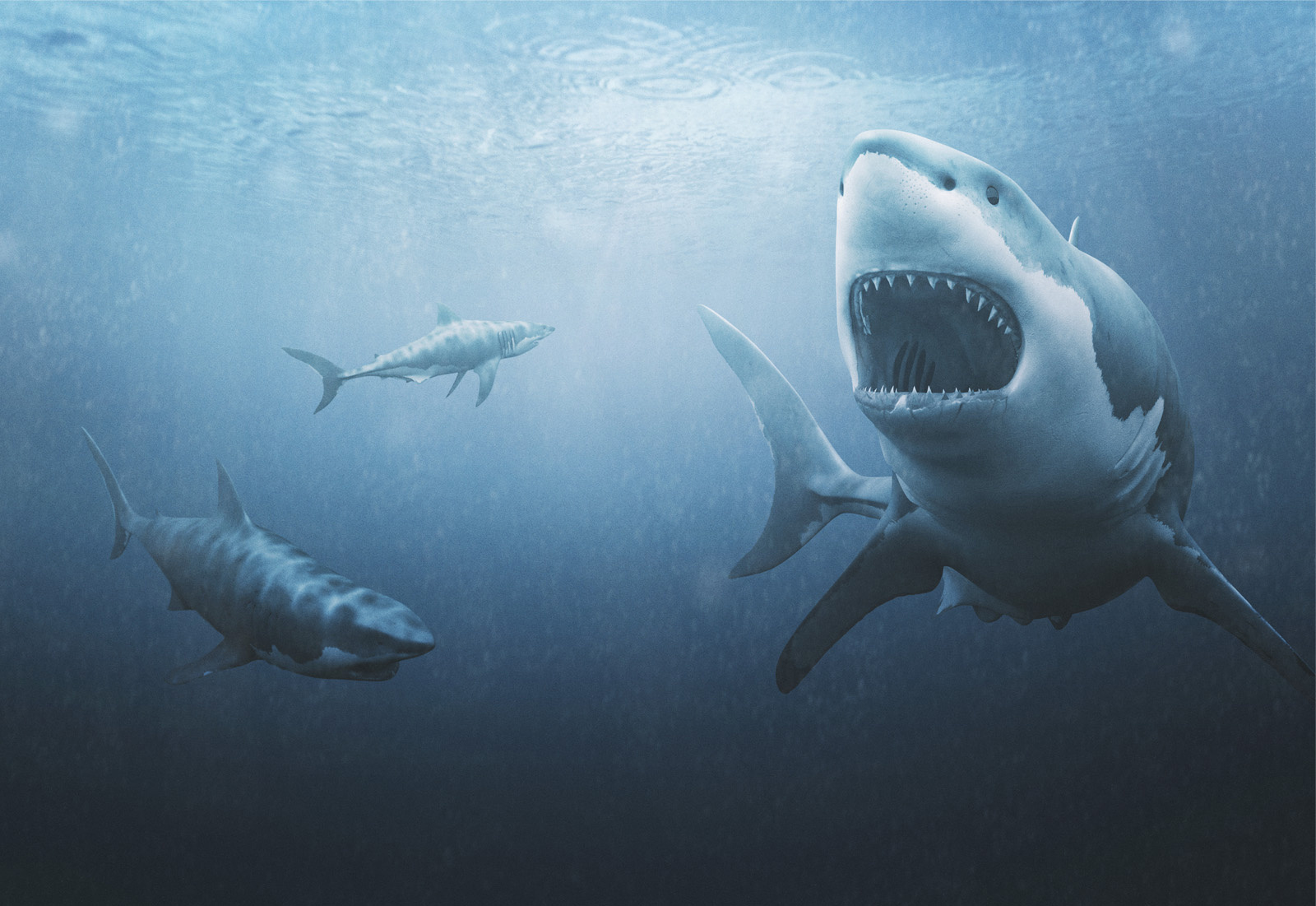 3D Great White Sharks Creature Illustration