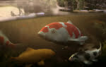 3D Rendered Koi Carp Fish In Pond Illustration