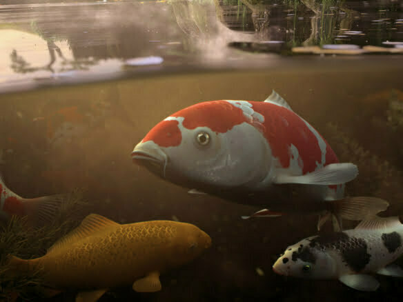 3D Rendered Koi Carp Fish In Pond Illustration